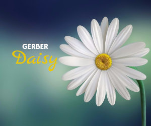 gerber daisy image
